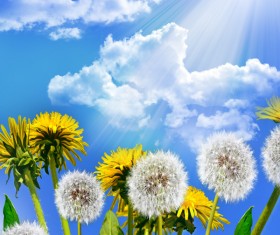 Blue sky background with dandelion HD picture