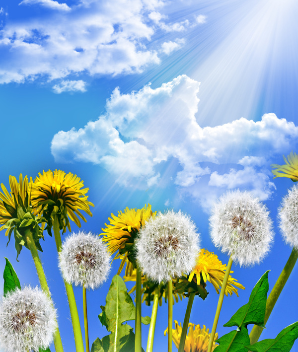 Blue sky background with dandelion HD picture