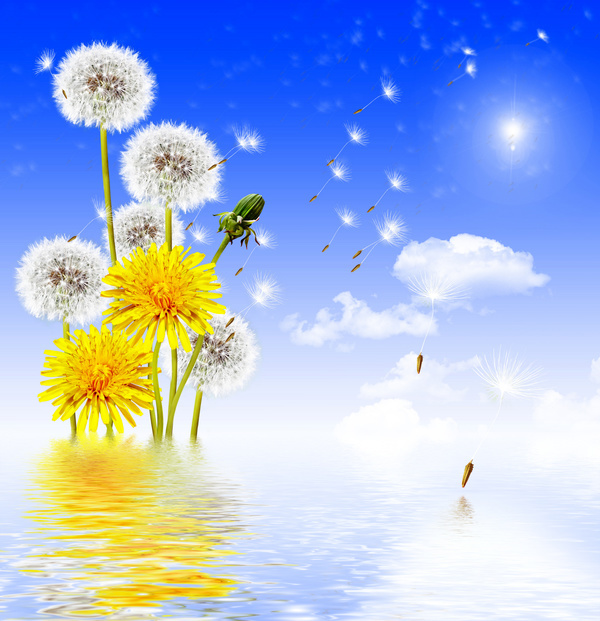 Blue sky background with water dandelion HD picture