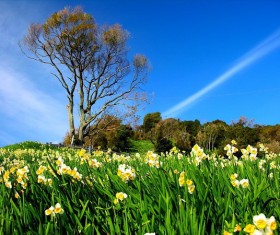 Blue sky under the daffodil Stock Photo