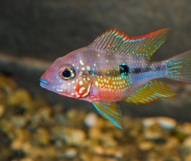 Blue spotted tropical fish Stock Photo