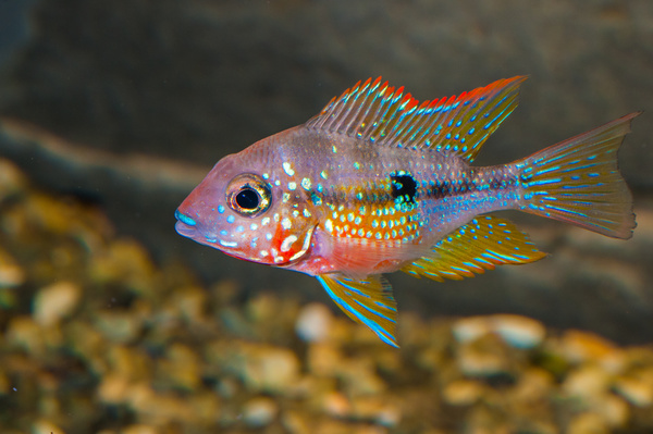 Blue spotted tropical fish Stock Photo
