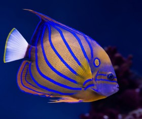 Blue striped tropical fish Stock Photo