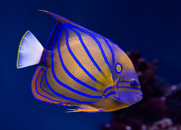 Blue striped tropical fish Stock Photo