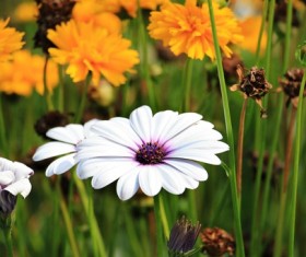 Bright daisy flowers Stock Photo