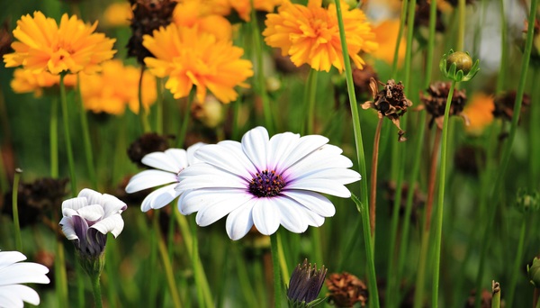 Bright daisy flowers Stock Photo