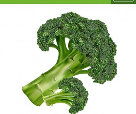 Broccoli realistic vectors