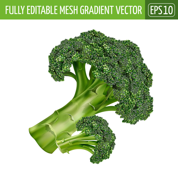 Broccoli realistic vectors