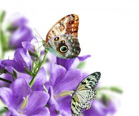 Butterfly and flower HD picture