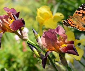 Butterfly flew the withered flowers HD picture
