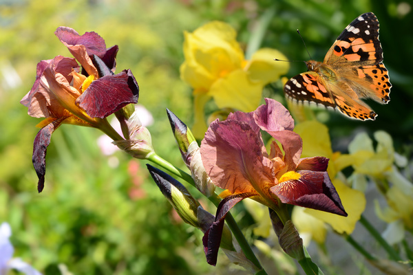 Butterfly flew the withered flowers HD picture