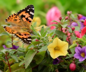 Butterfly in the flowers HD picture