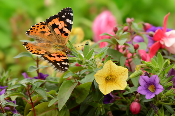 Butterfly in the flowers HD picture