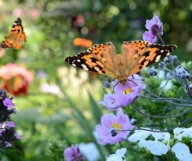 Butterfly on pink flowers HD picture