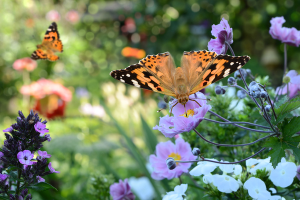 Butterfly on pink flowers HD picture