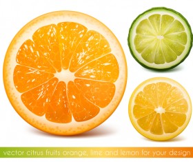 Citrus fruits vector illustration