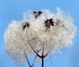 Clematis Stock Photo