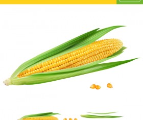 Corn realistic vectors