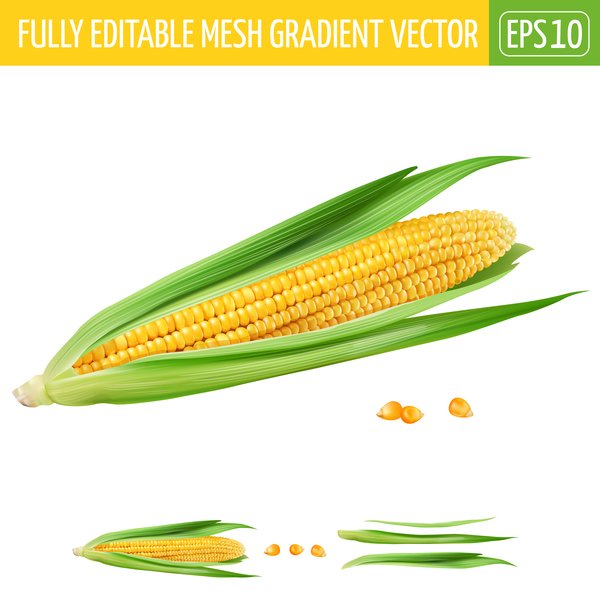 Corn realistic vectors