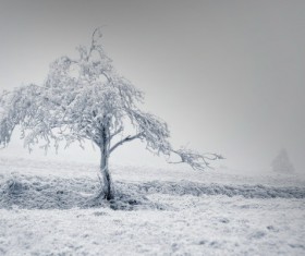 Crystal rime Stock Photo