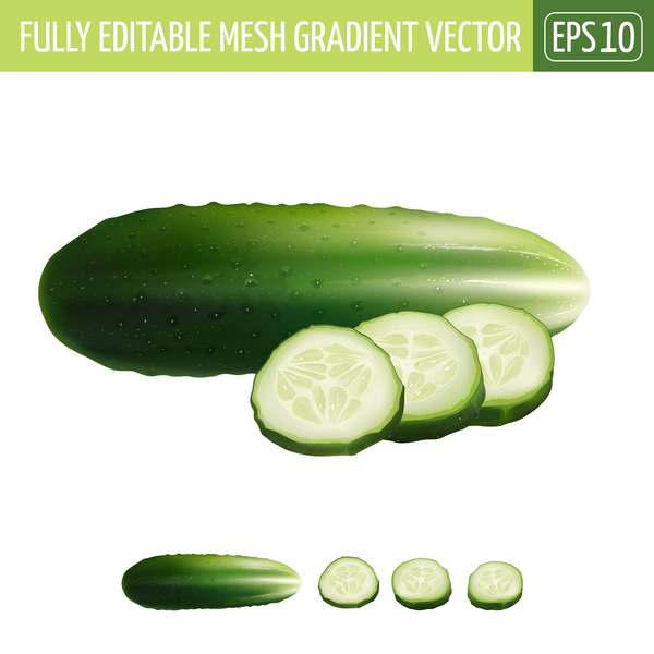 Cucumber realistic vectors