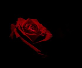 Dark background with red flowers Stock Photo