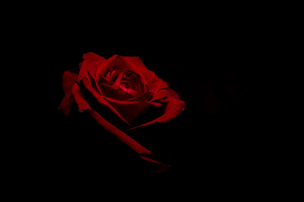 Dark background with red flowers Stock Photo