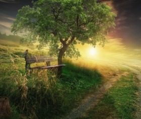 Dark fairy forest Stock Photo 01