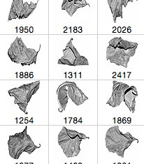 Dead Leaf photoshop brushes