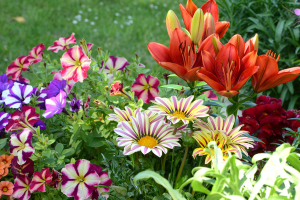 Different colors of flowers in full bloom HD picture