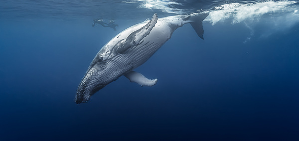 Diving humpback whale Stock Photo