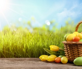 Easter eggs on the basket with yellow tulips HD picture