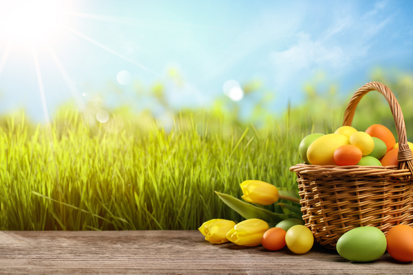 Easter eggs on the basket with yellow tulips HD picture