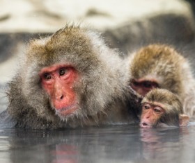 Enjoy the hot spring monkey in winter Stock Photo 01
