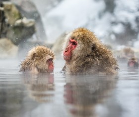 Enjoy the hot spring monkey in winter Stock Photo 02