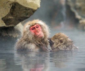 Enjoy the hot spring monkey in winter Stock Photo 04