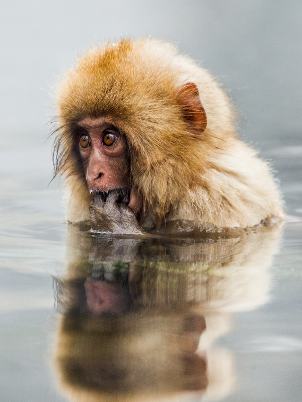 Enjoy the hot spring monkey in winter Stock Photo 06