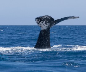 Exposing the tail of the whale Stock Photo