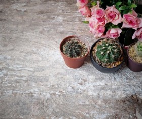 Flowers and cactus HD picture