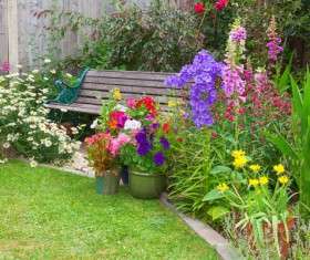 Flowers and wildflowers in the garden HD picture