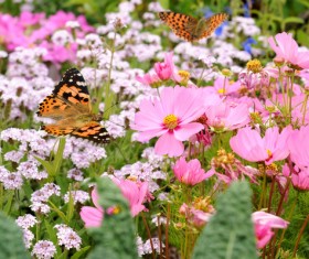 Flowers fluttering butterfly HD picture
