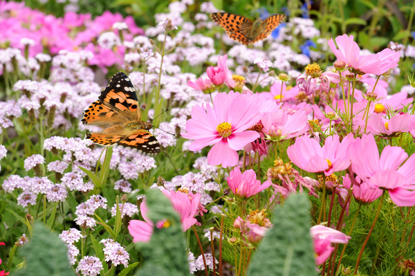 Flowers fluttering butterfly HD picture