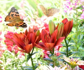 Flowers in the flying butterflies HD picture
