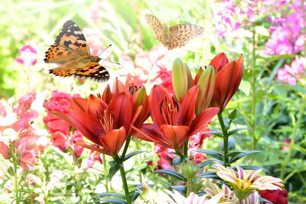 Flowers in the flying butterflies HD picture