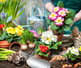 Flowers to soil replacement HD picture