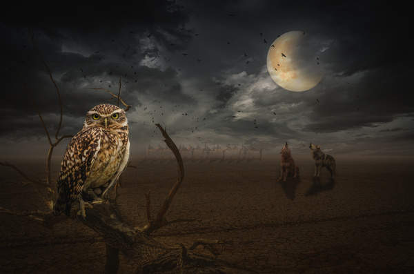 Full moon under the animal Stock Photo free download