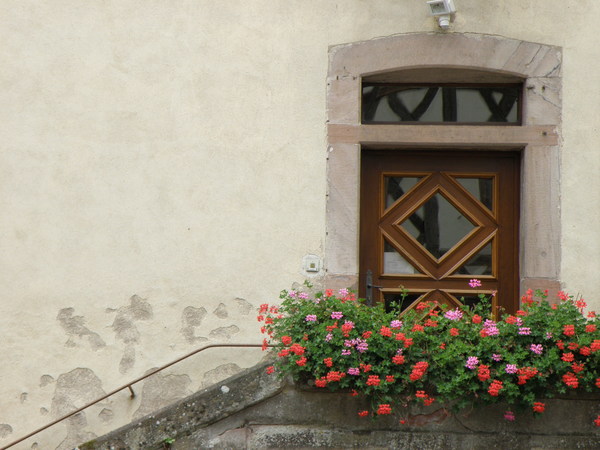 Geraniums Stock Photo