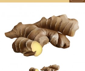 Ginger realistic vectors