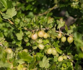 Green Gooseberry Stock Photo 01