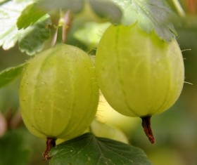Green Gooseberry Stock Photo 02